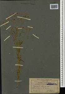 Gypsophila elegans M. Bieb., Caucasus, Armenia (K5) (Armenia)