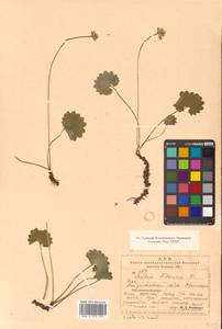 Micranthes nelsoniana subsp. nelsoniana, Siberia, Chukotka & Kamchatka (S7) (Russia)