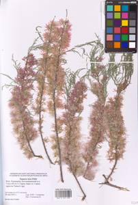 Tamarix laxa Willd., Eastern Europe, Lower Volga region (E9) (Russia)