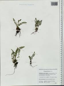 Woodsia ilvensis (L.) R. Br., Siberia, Baikal & Transbaikal region (S4) (Russia)