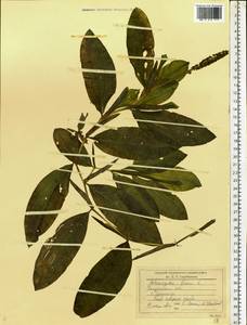 Potamogeton lucens L., Eastern Europe, Central region (E4) (Russia)
