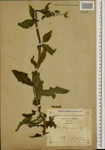 Sonchus asper (L.) Hill, Caucasus, Georgia (K4) (Georgia)