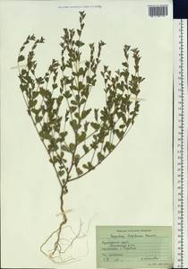 Kummerowia stipulacea (Maxim.) Makino, Siberia, Russian Far East (S6) (Russia)