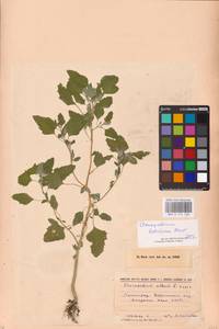 Chenopodium suecicum Murr, Eastern Europe, North-Western region (E2) (Russia)