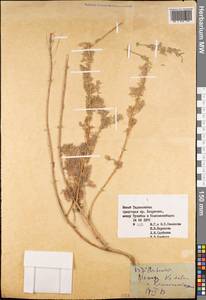 Artemisia, Middle Asia, Pamir & Pamiro-Alai (M2) (Tajikistan)