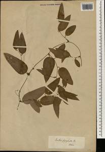 Smilax glyciphylla Sm., South Asia, South Asia (Asia outside ex-Soviet states and Mongolia) (ASIA) (Japan)