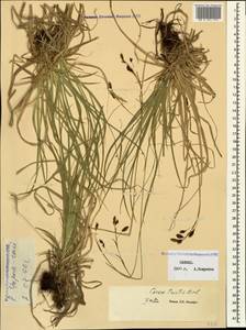 Carex tristis M.Bieb., Caucasus, Dagestan (K2) (Russia)