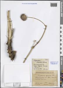 Dipsacus azureus Schrenk, Middle Asia, Western Tian Shan & Karatau (M3) (Uzbekistan)