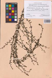 Cytisus scoparius (L.) Link, Eastern Europe, West Ukrainian region (E13) (Ukraine)