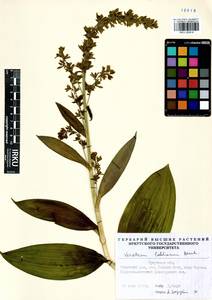 Veratrum lobelianum Bernh., Siberia, Baikal & Transbaikal region (S4) (Russia)