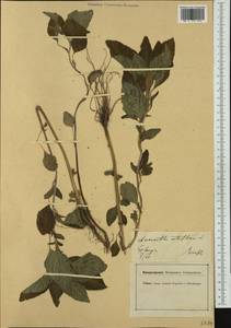 Amaranthus retroflexus L., Western Europe (EUR) (Germany)