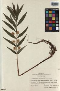 Lysimachia thyrsiflora L., Siberia, Altai & Sayany Mountains (S2) (Russia)