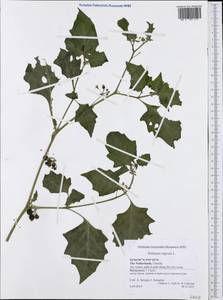 Solanum nigrum L., Western Europe (EUR) (Netherlands)