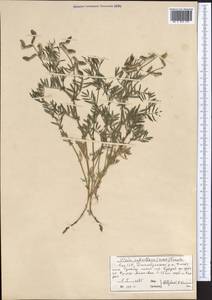Vicia subvillosa (Ledeb.)Boiss., Middle Asia, Northern & Central Tian Shan (M4) (Kazakhstan)