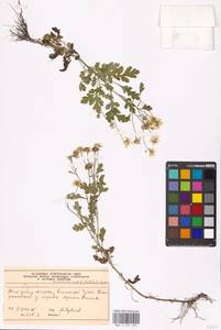 Tanacetum parthenium (L.) Sch. Bip., Eastern Europe, Moscow region (E4a) (Russia)