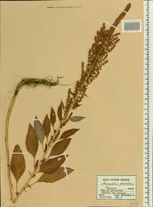 Amaranthus cruentus L., Eastern Europe, Central forest-and-steppe region (E6) (Russia)