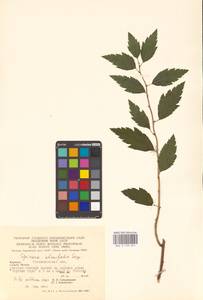 Spiraea chamaedryfolia L., Eastern Europe, West Ukrainian region (E13) (Ukraine)