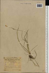 Carex michelii Host, Eastern Europe, South Ukrainian region (E12) (Ukraine)