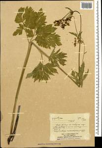 Eleutherospermum cicutarium (M. Bieb.) Boiss., Caucasus, South Ossetia (K4b) (South Ossetia)