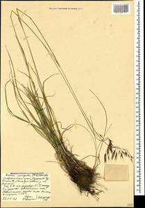 Bromus variegatus M.Bieb., Caucasus, Stavropol Krai, Karachay-Cherkessia & Kabardino-Balkaria (K1b) (Russia)