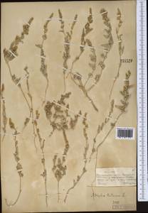 Atriplex tatarica L., Middle Asia, Muyunkumy, Balkhash & Betpak-Dala (M9) (Kazakhstan)