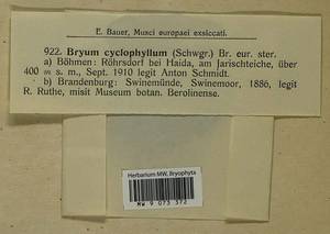 Ptychostomum cyclophyllum (Schwägr.) J.R. Spence, Bryophytes, Bryophytes - Western Europe (BEu) (Germany)