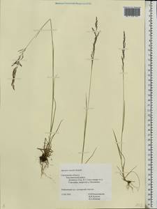 Agrostis vinealis Schreb., Eastern Europe, Western region (E3) (Russia)