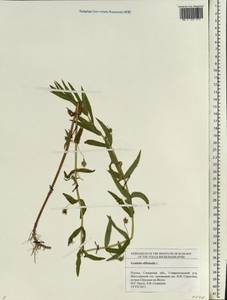 Gratiola officinalis L., Eastern Europe, Middle Volga region (E8) (Russia)