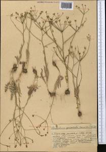 Oedibasis apiculata (Kar. & Kir.) Koso-Pol., Middle Asia, Western Tian Shan & Karatau (M3) (Kazakhstan)