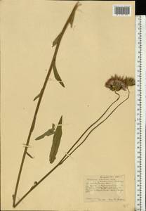 Cirsium canum (L.) All., Eastern Europe, Central forest-and-steppe region (E6) (Russia)