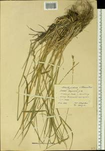 Elymus lanceolatus (Scribn. & J.G.Sm.) Gould, Siberia, Yakutia (S5) (Russia)