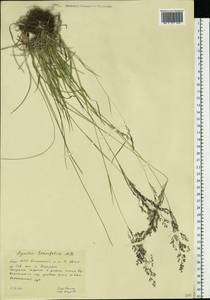 Agrostis vinealis Schreb., Eastern Europe, Eastern region (E10) (Russia)
