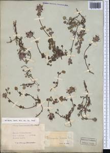 Dracocephalum stamineum Kar. & Kir., Middle Asia, Pamir & Pamiro-Alai (M2) (Kyrgyzstan)