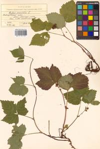 Rubus saxatilis L., Siberia, Russian Far East (S6) (Russia)