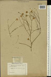 Centaurea arenaria M. Bieb. ex Willd., Eastern Europe, South Ukrainian region (E12) (Ukraine)