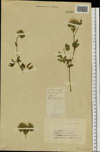 Phacelia tanacetifolia Benth., Siberia, Altai & Sayany Mountains (S2) (Russia)