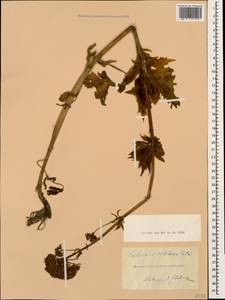 Valeriana colchica Utkin, Caucasus (no precise locality) (K0)