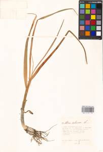 Allium sativum L., Eastern Europe, Moscow region (E4a) (Russia)