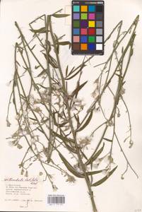 Chondrilla latifolia M. Bieb., Eastern Europe, Lower Volga region (E9) (Russia)