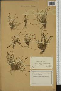 Eleocharis ovata (Roth) Roem. & Schult., Western Europe (EUR) (France)