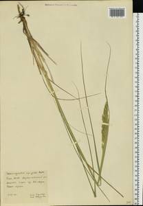 Calamagrostis epigejos (L.) Roth, Eastern Europe, Eastern region (E10) (Russia)