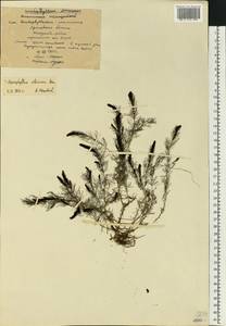 Myriophyllum sibiricum Kom., Eastern Europe, Central forest region (E5) (Russia)