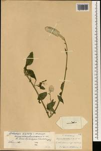 Celosia argentea L., South Asia, South Asia (Asia outside ex-Soviet states and Mongolia) (ASIA) (China)