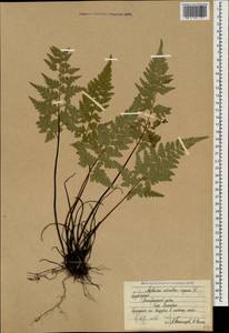 Asplenium adiantum-nigrum L., Caucasus, Azerbaijan (K6) (Azerbaijan)