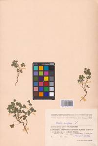 Oxalis stricta L., Eastern Europe, Western region (E3) (Russia)