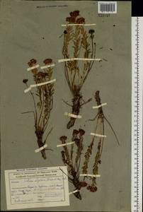 Rhodiola algida (Ledeb.) Fisch. & C. A. Mey., Siberia, Altai & Sayany Mountains (S2) (Russia)