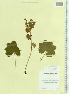 Alchemilla baltica Sam. ex Juz., Eastern Europe, Central forest region (E5) (Russia)