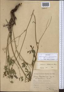 Sphaenolobium tianschanicum (Korovin) Pimenov, Middle Asia, Western Tian Shan & Karatau (M3) (Uzbekistan)