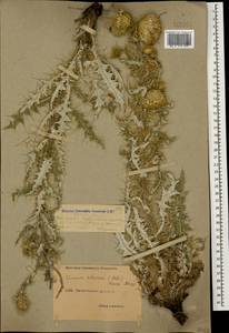 Cirsium echinus (M. Bieb.) Hand.-Mazz., Caucasus, Dagestan (K2) (Russia)