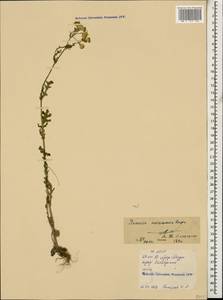 Senecio glaucus subsp. coronopifolius (Maire) C. Alexander, Caucasus, North Ossetia, Ingushetia & Chechnya (K1c) (Russia)